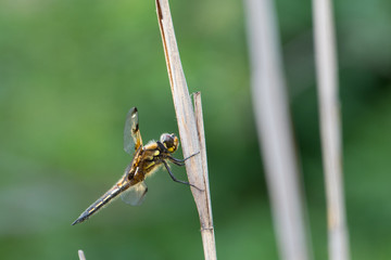 libelle, Lestes sponsa