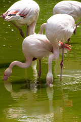 Rosaflamingo, Phoenicopterus roseus