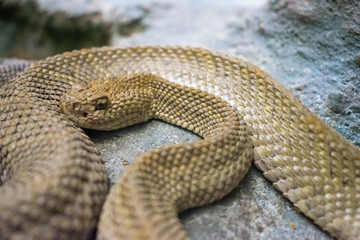 klapperschlange, schlange, giftig