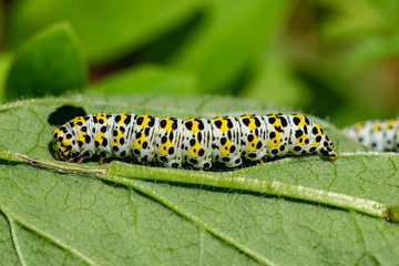 Mullein moth caterpillar