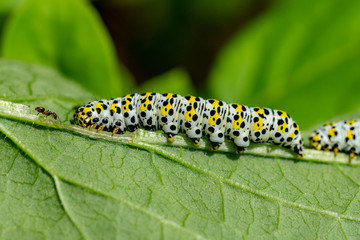 Single ant walking towards the head of a large mullein moth caterpillar