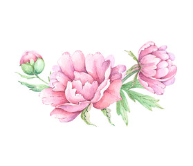 watercolor drawings flowers and buds peonies