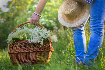 Woman with wicker basket is harvesting elderberry flower