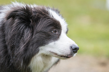 Portrait of border collie outdoor in Belgium