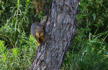 Naklejka na ściany i meble Squirrel On A Tree