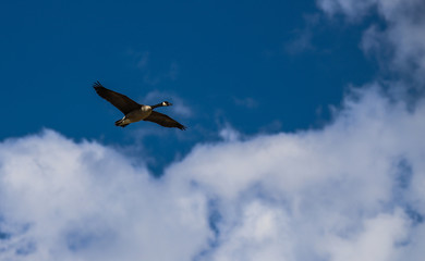 The Beauty Of Flight