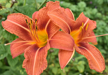 Background two lily on a green background