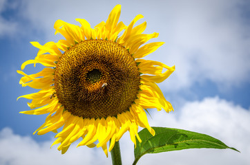 Naklejka premium sunflower in bloom