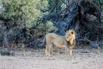 Male lion in the Kgalagadi Transfrontier Park in South Africa