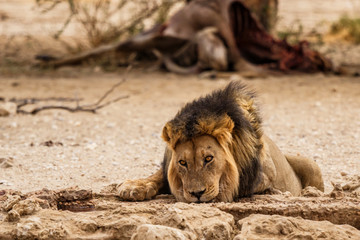 Male lion drinking at a waterhole with a carcass of an eland in the background in the Kgalagadi Transfrontier Park in South Africa