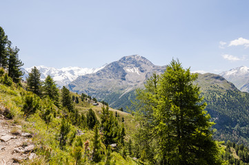 Pontresina, Piz Palü, Diavolezza, Bernina, Muottas Muragl, Wanderweg, Panoramaweg, Alpen, Graubünden, Oberengadin, Sommer, Schweiz