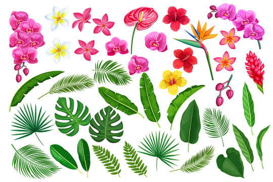 tropical leaves and flowers