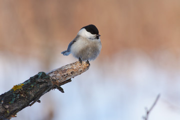 Willow tit sitting on the end of a branch without bark.