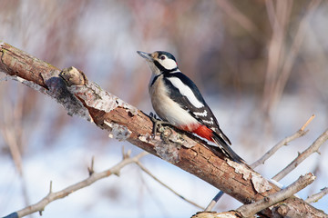 Great spotted woodpecker sits on a thick branch with a flaky bark.