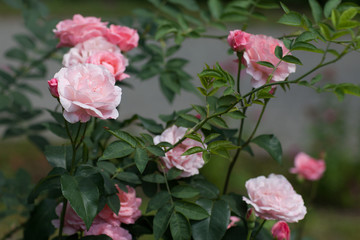 rose Bush. Floriculture. Garden. Beautiful rose