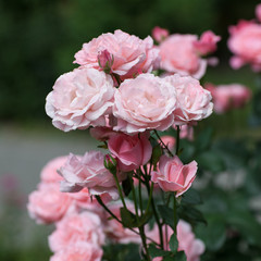 Obraz premium Beautiful pink roses. Gardening. Grow flowers. Flowerbed