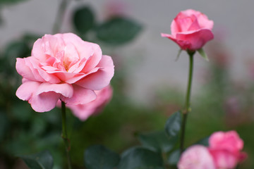 Beautiful pink roses. Gardening. Grow flowers. Flowerbed