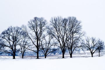 Winter: Stark Contrasts