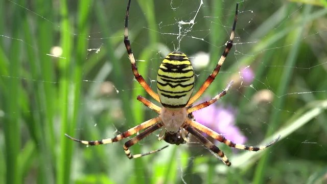 Argiope frelon d&eacute;jeunant sur sa toile.