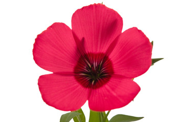 Red flower of flax, isolated on white background