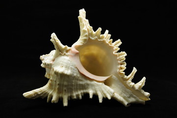 Sea shells on black background.