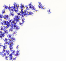 Flowers background. Frame from blue cornflowers flowers on white background. Copy space. Top view