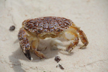 Krabbe am Strand von La Digue