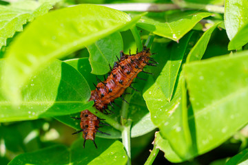 Gulf fritillary butterfly caterpillar (Agraulis vanillae) closeup  - Davie, Florida, USA