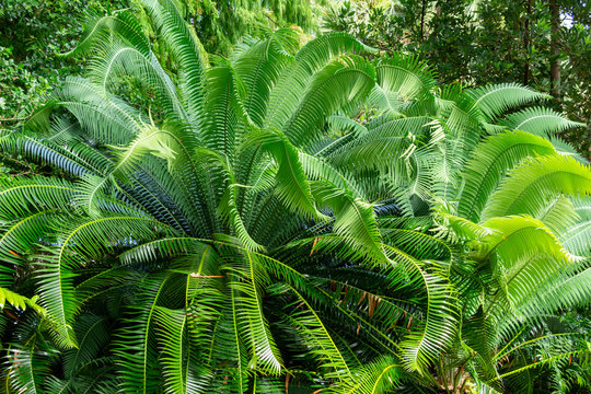 Teosinte palm (Dioon mejiae), multiple plants - Davie, Florida, USA