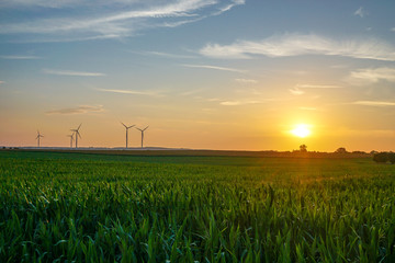 windmills on a cornfield - sunset sky 