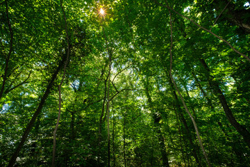 Fototapeta na wymiar Light is coming into the woods. A beautiful forest near Vullierens, Switzerland. 