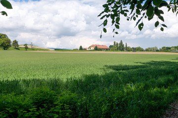 Obraz premium Beautiful fields and a big farmhouse.