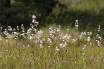 NUVOLE DI FIORI