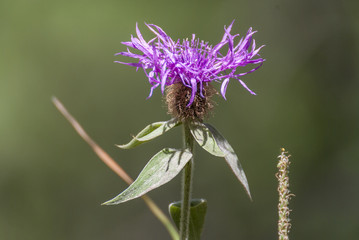 Centaurea