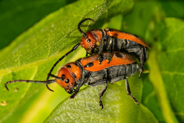 Male and Female Red Milkweed Beetles