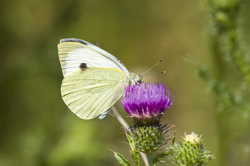 white Butterfly collects nectar on a thistle flower in nature conservation area