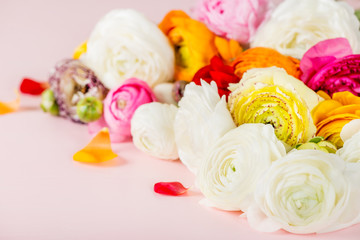 Ranunculus Buttercup Flowers of different colours