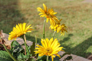 flor