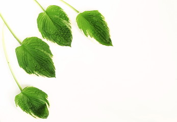 exotic green leaves on white background. top view. copy space 