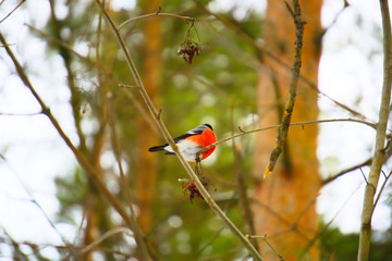The bullfinch sits on the tree branch.