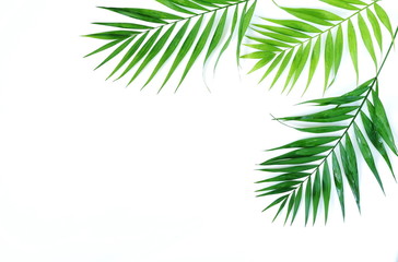 green palm branches on a white background.abstract. top view.copy space