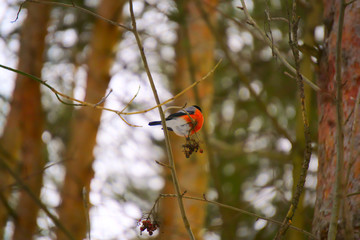 The bullfinch sits on the tree branch.
