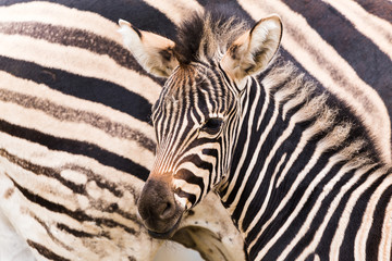 Fototapeta na wymiar An adult Chapmans Zebra seen beside its three day old baby in Gloucestershire during the summer of 2018.