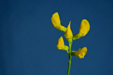 Yellow flowers  Láthyrus praténsis.