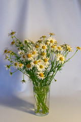 A bouquet of field chamomiles.