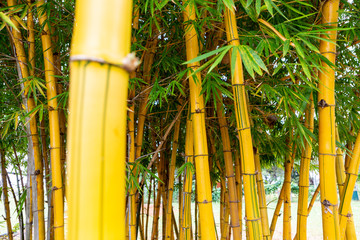 Close up of bamboo trees in garden. Selective focus.