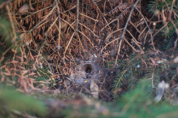 spider's nest in the branches of a tree