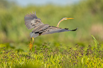 Purple heron in flight