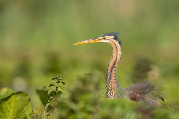 Purple heron in marsh