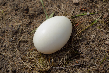 Goose egg close-up
